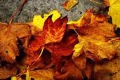 fall-leaves-copyright-free