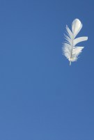 feather blowing in wind